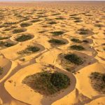 إيطاليا تطلق استثمارات فلاحية ضخمة في صحراء الجزائر