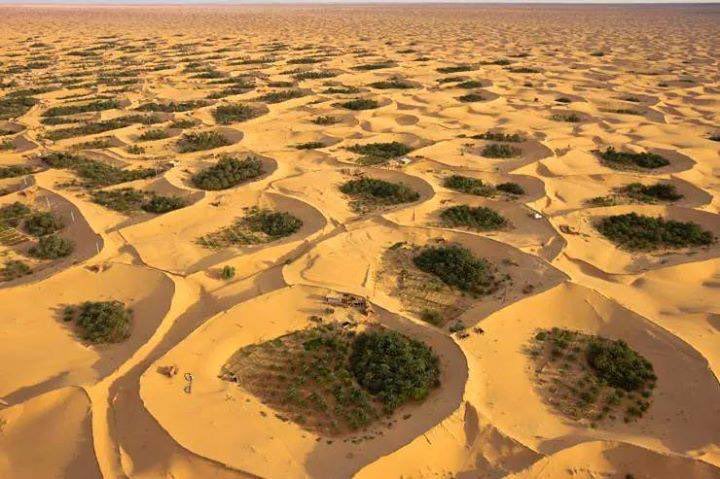 إيطاليا تطلق استثمارات فلاحية ضخمة في صحراء الجزائر