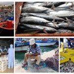 الجزائر تصدر 5000 طن من منتجات الصيد البحري سنويا