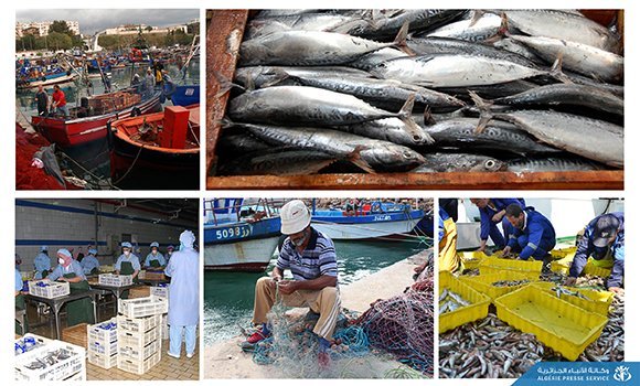 الجزائر تصدر 5000 طن من منتجات الصيد البحري سنويا