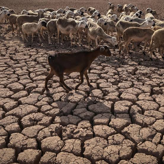 سنوات عجاف.. الجفاف يفتك بالموسم الزراعي في المغرب