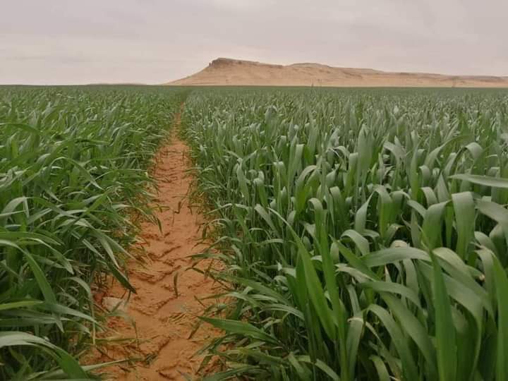 الجزائر  تكسب الجولة الأولى من معركة الأمن الغذائي