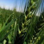 الجزائر  تكسب الجولة الأولى من معركة الأمن الغذائي