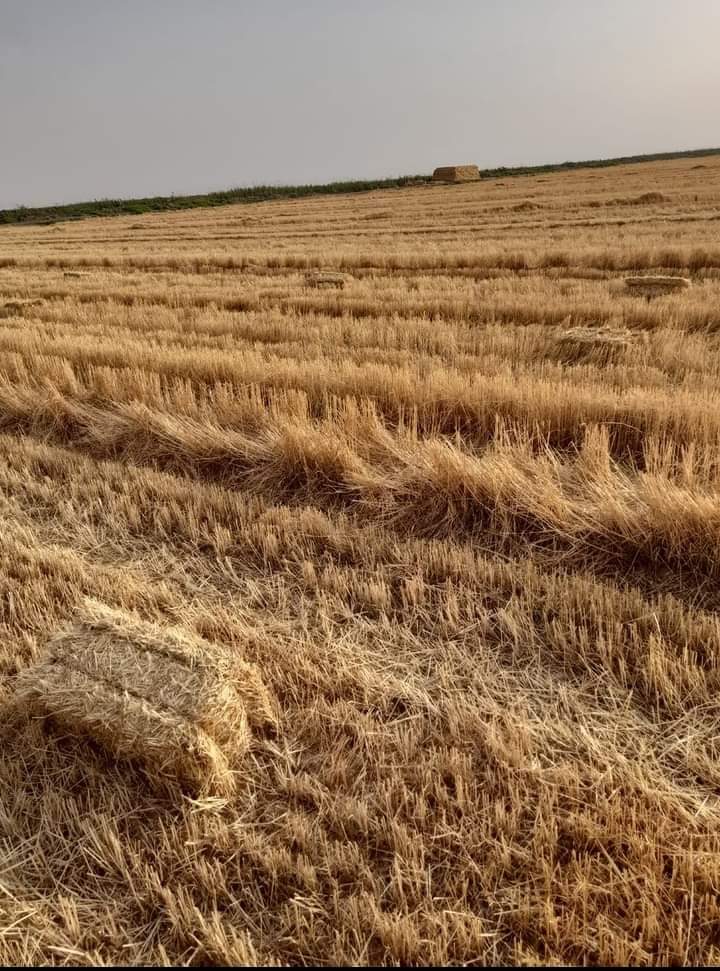 الجزائر  تكسب الجولة الأولى من معركة الأمن الغذائي