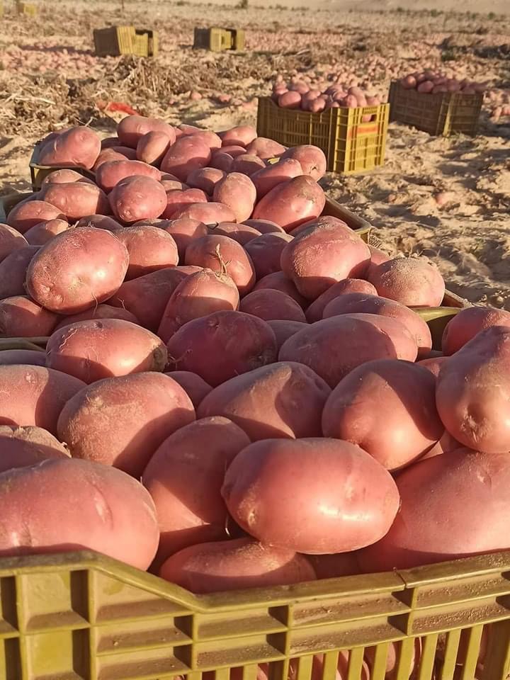 35 مليار دولار مساهمة القطاع الزراعي في الناتج الإجمالي الإقتصادي للجزائر