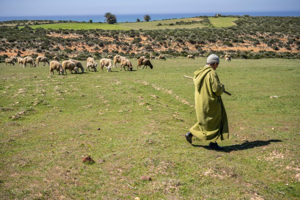 واردات المغرب من الحبوب تبلغ ذروتها مع تراجع الانتاج المحلي بفعل الجفاف