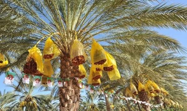 “دقلة نور” الجزائرية إلى العالمية!