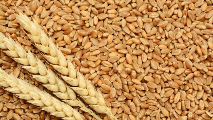 بهذه الأسعار…صفقة قمح صلب جديدة للجزائر
