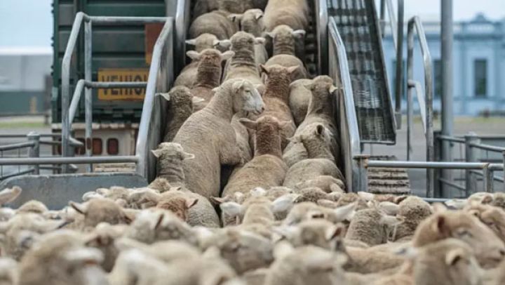 الجزائر تضبط ترتيبات استيراد مليون رأس غنم تحسبا لعيد الأضحى