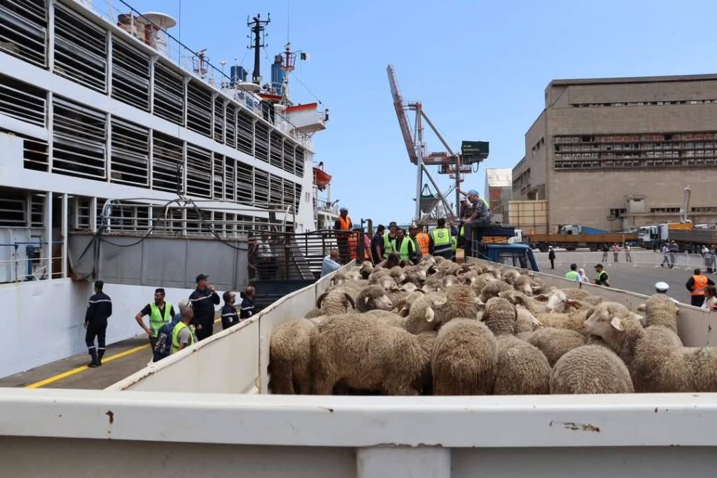 الجزائر تضبط ترتيبات استيراد مليون رأس غنم تحسبا لعيد الأضحى
