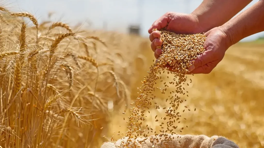 فرنسا مستبعدة.. الجزائر تشتري قمح الطحين في مناقصة دولية