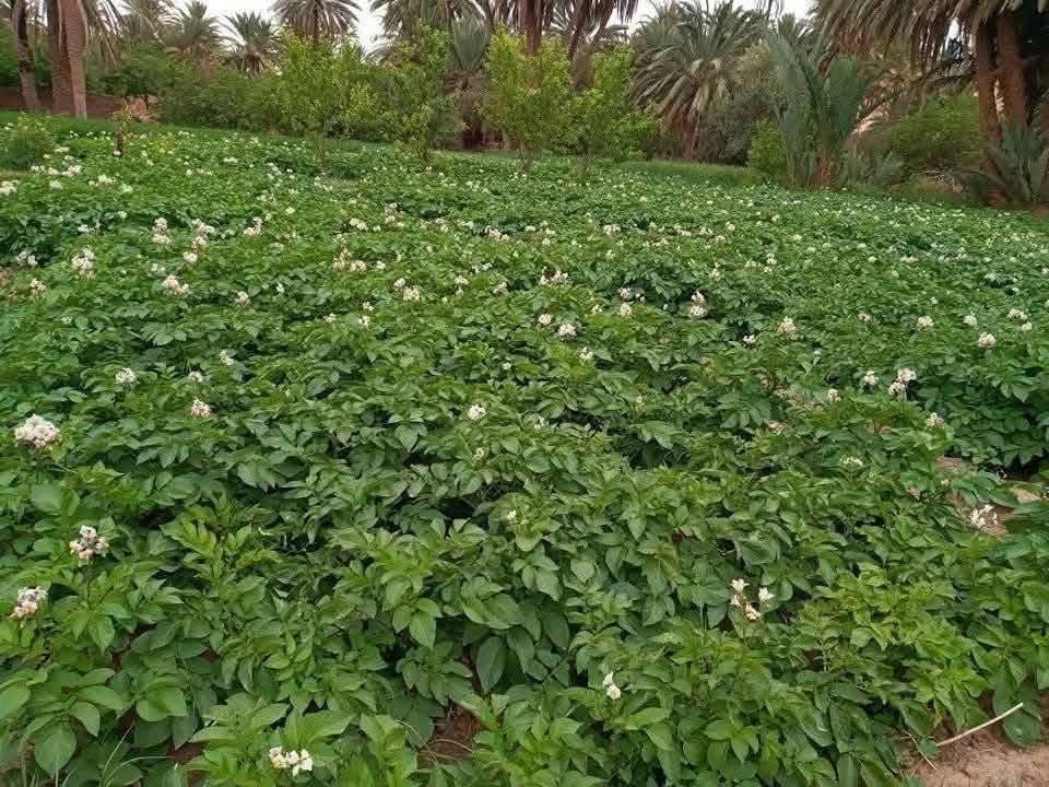 نائب برلماني مغربي يطلب من بوريطة توضيحات بشأن ما يحدث على الحدود المغربية الجزائرية