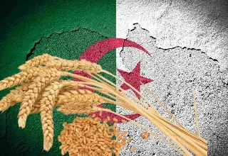 فرنسا مستبعدة.. الجزائر تشتري قمح الطحين في مناقصة دولية
