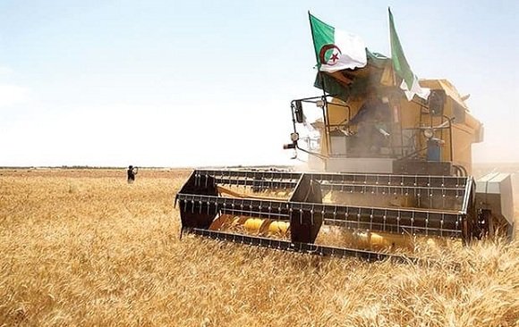 الأمن الغذائي في الجزائر.. استراتيجية لمضاعفة القدرات التخزينية ومردودية الحبوب