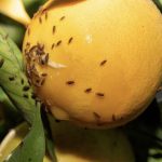ملوثة بحشرة خطيرة ! .. روسيا تحظر شحنة ضخمة من اليوسفي المغربي