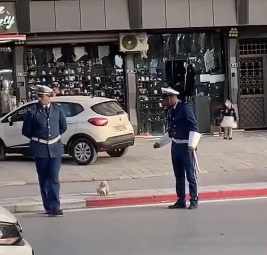 شرطيان جزائريان يوقفان حركة المرور  لتمكين “قطة ” من عبور الطريق بأمان ..مشهد يشعل المنصات!