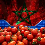 أزمة الطماطم في المغرب.. وقف التصدير يكشف فشل حكومة أخنوش