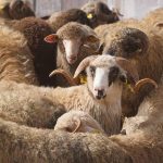Protecting Algeria’s Native Breeds: A Strategic Pillar for Food Security and Genetic Sovereignty