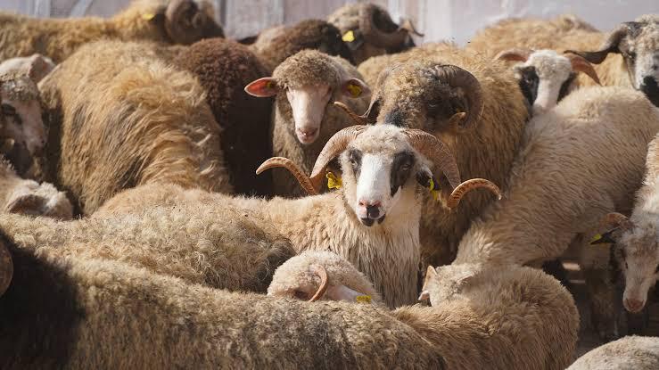 Protecting Algeria’s Native Breeds: A Strategic Pillar for Food Security and Genetic Sovereignty