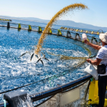 “2026 Milestone: How Algeria is Transforming its Blue Economy into a 20,000-Tonne Powerhouse”