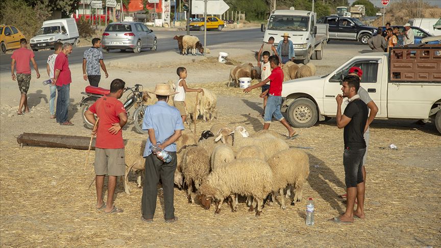 تونس تنفي تلقي عرض هبة بمليون نعجة من إيطاليا