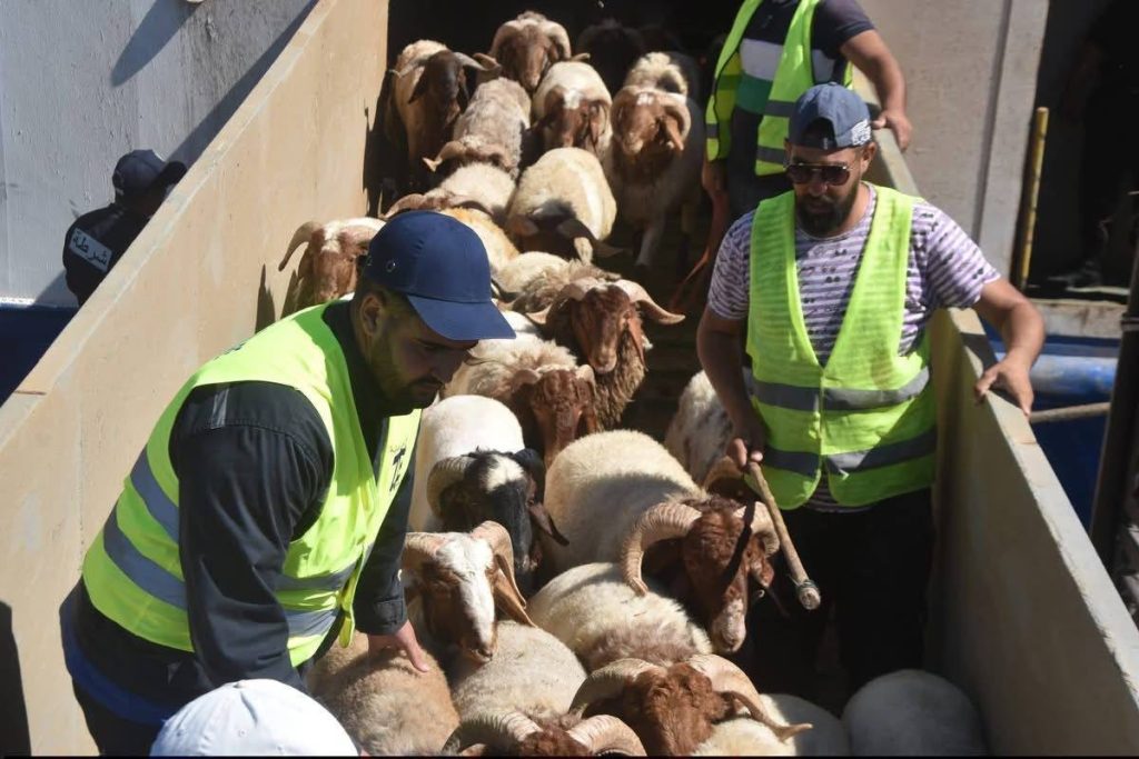 عيد الأضحى.. الجزائر تستورد مليون رأس غنم