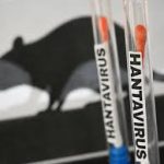La France confirme le premier cas d’hantavirus