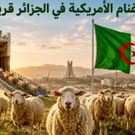 الأغنام الأمريكية في الجزائر قريبا!