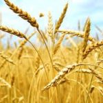 إدراج ستة أصناف جديدة من القمح الصلب والشعير في الفهرس الرسمي الجزائري للأصناف الزراعية