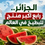 الجزائر.. رابع أكبر منتج للبطيخ في العالم
