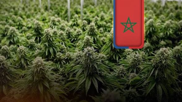 Spanish newspaper Moncloa: Morocco ranks among the world’s largest hashish producers and fuels international drug trafficking