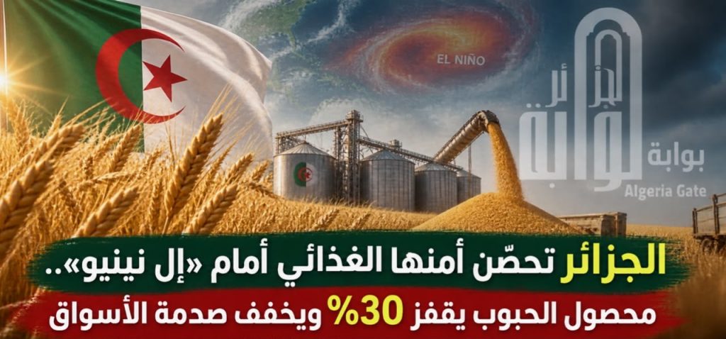الجزائر تحصّن أمنها الغذائي أمام “إل نينيو”.. محصول الحبوب يقفز 30% ويخفف صدمة الأسواق!
