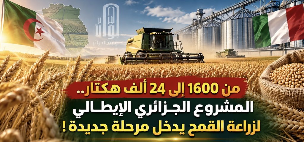 من 1600 إلى 24 ألف هكتار.. المشروع الجزائري الإيطالي لزراعة القمح يدخل مرحلة جديدة!