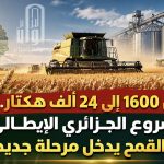 من 1600 إلى 24 ألف هكتار.. المشروع الجزائري الإيطالي لزراعة القمح يدخل مرحلة جديدة!