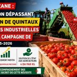À Relizane, la tomate industrielle franchit le cap des 1,2 million de quintaux