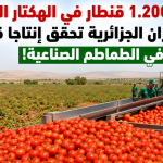 أزيد من 1.200 قنطار في الهكتار الواحد.. ولاية غليزان الجزائرية تحقق إنتاجا قياسيا في الطماطم الصناعية!