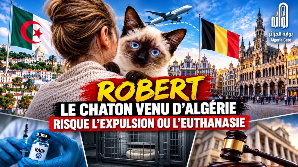 Une Belge se bat pour sauver son chaton arrive d`Algérie, menace de renvoi ou d&rsquo;euthanasie