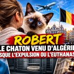 Une Belge se bat pour sauver son chaton arrive d`Algérie, menace de renvoi ou d&rsquo;euthanasie