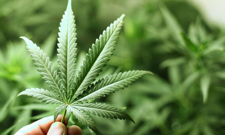 From Hashish to Synthetic Drugs: Morocco’s Poison Network Targets Its Neighbors