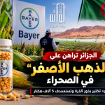 الجزائر تراهن على «الذهب الأصفر» في الصحراء.. «باير» تختبر بذور الذرة وتستهدف 5 آلاف هكتار